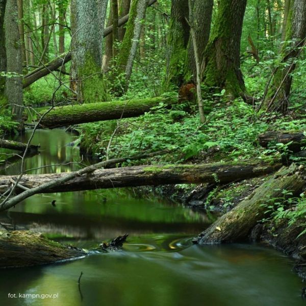 Kampinoski Park Narodowy z dziećmi – las tuż pod Warszawą