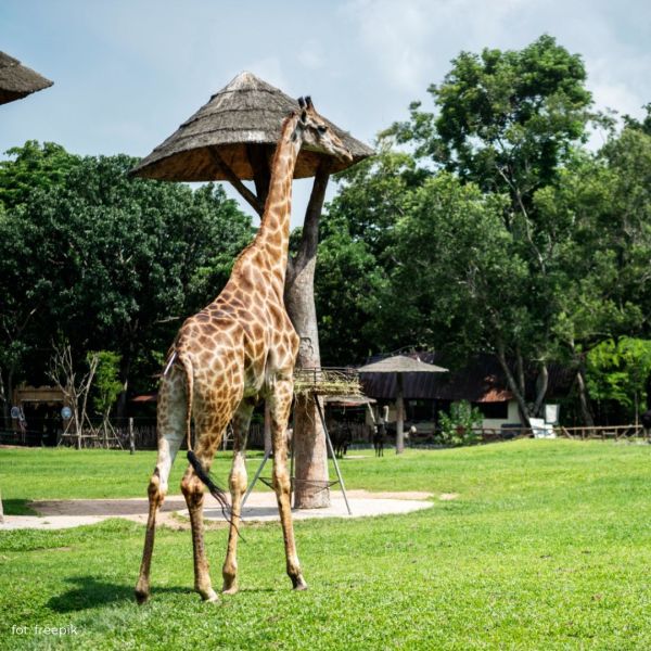 Rodzinne Zoo – jak spędzić niezapomniany czas z najbliższymi w ZOO